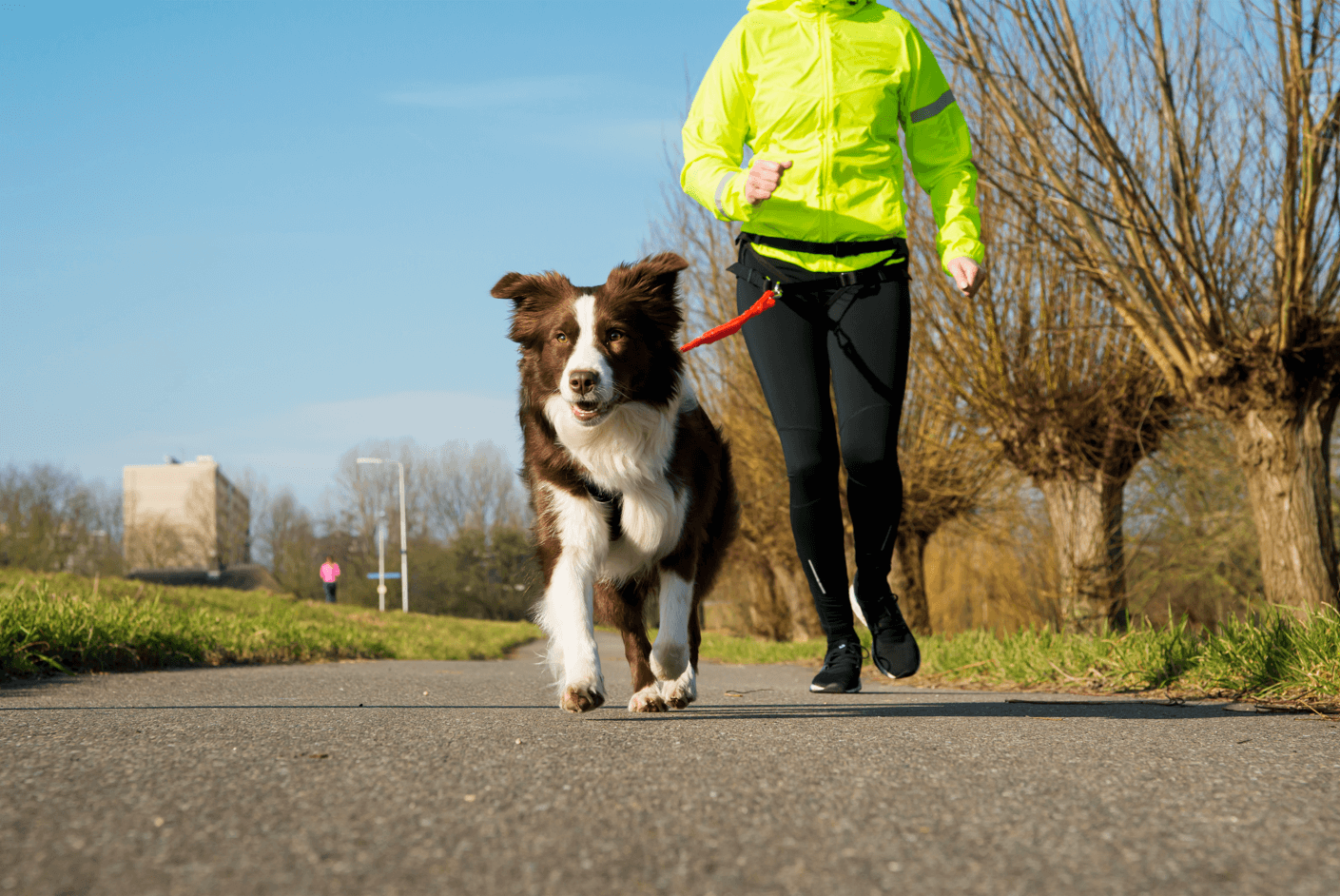 carnicross hond welkoop